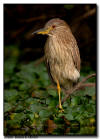 Black Crowned Night Heron, Florida