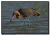 Reddish Egret Looking for Fish