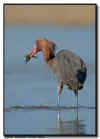 Reddish Egret with Fish