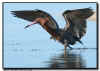 Reddish Egret Fishing