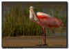 Roseate Spoonbill