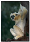 White-Cheeked Gibbon Female