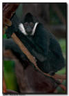 White-Cheeked Gibbon