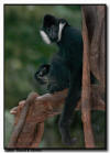 White-Cheeked Gibbon Male