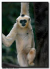 White-Cheeked Gibbon Close Up