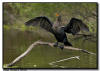 Cormorant Feather Drying