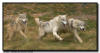 Three wolves running