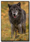 Gray Wolf in Fall Colors