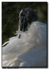 Wood Stork Preening