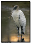Wood Stork