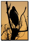 Wood Stork
