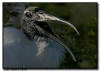 Laughing Stork