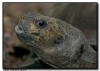 Burmese Brown Tortoise