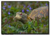 Eastern Box Turtle