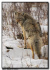 Yellowstone National Park Coyote