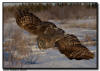 Great Gray Owl in Flight, Aitkin Minnesota