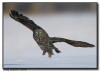 Great Gray Owl in Flight