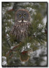 Great Gray Owl