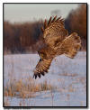 Great Gray Owl in flight, Aitkin, Minnesota