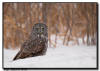  Great Gray Owl in the snow, northern Minnesota 