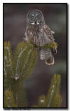 Great Gray Owl, Pine County Minnesota