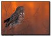 Great Gray Owl at Sunset