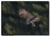 Great Gray Owl Flight Image