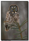 Great Gray Owl