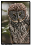 Great Gray Owl Hunting, Minnesota