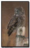 Great Gray Owl in Pine County Minnesota