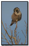 Northern Hawk Owl, Aitkin, Minnesota