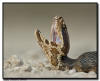 Cottonmouth Close Up, Big Cypress