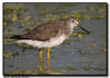 Greater Yellowlegs