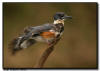 Belted Kingfisher, Everglades City, Florida