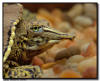 Soft Shell Turtle Portrait 