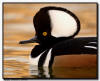 Hooded Merganser Portrait, New Mexico