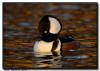 Hooded Merganser, New Mexico