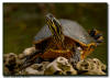 Yellow Bellied Slider, Everglades National Park, Florida