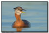 Red Necked Grebe, Minnesota