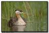 Red Necked Grebe, Minnesota