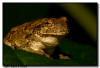 Tree Frog, Minnesota