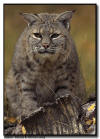 Bobcat in Fall Colors