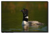Common Loon Yodeling, Minnesota