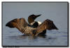 Common Loon Wing Flap, Minnesota