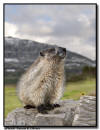 Hoary Marmot, Glacier NP