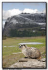 Hoary Marmot, Glacier NP