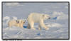 Polar Bear and Cubs, Churchill, Manitoba