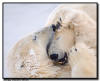 Polar Bears Sparring, Close Up, Churchill, Manitoba