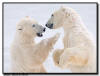 Polar Bear Wrestling Close Up, Churchill, Manitoba