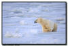 Polar Bear on Sea Ice, Churchill, Manitoba 